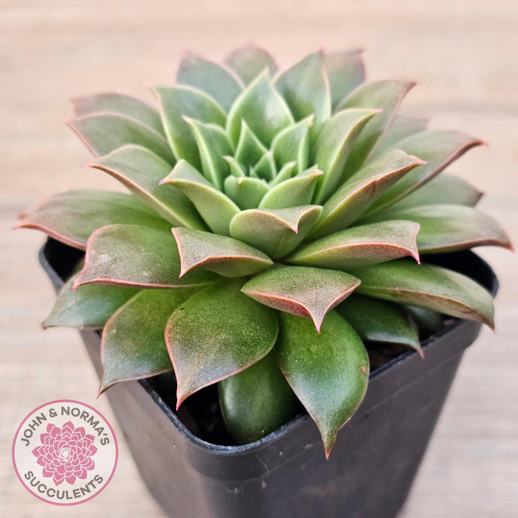 Echeveria 'Ppippi Saeu' - John & Norma's Succulents Australia