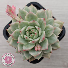 Load image into Gallery viewer, Echeveria 'Prism' Variegata
