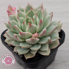 Load image into Gallery viewer, Echeveria 'Prism' Variegata
