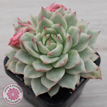 Load image into Gallery viewer, Echeveria 'Prism' Variegata
