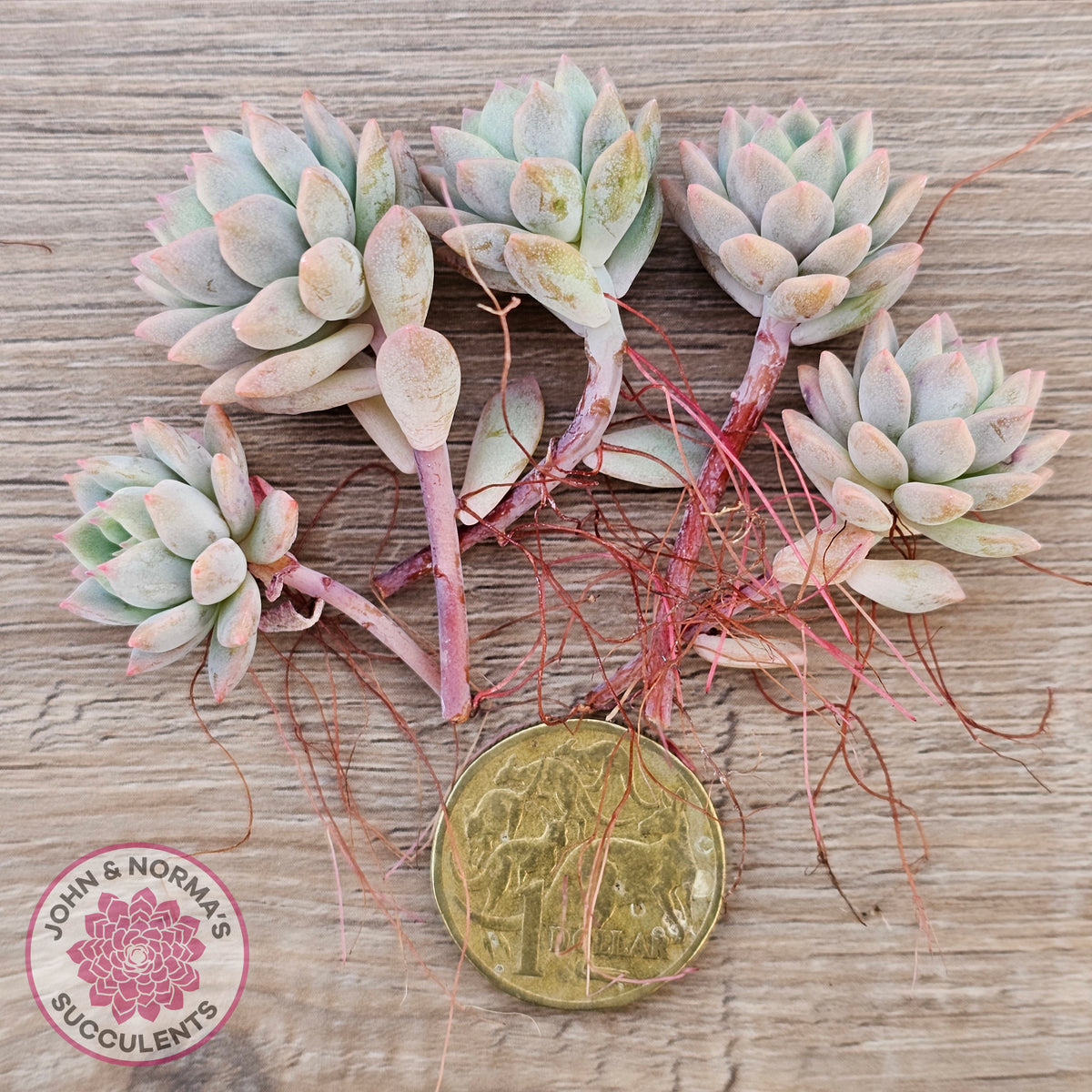 Echeveria prolifica Cuttings x 5 | John & Norma's Succulents – John ...