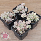 Echeveria prolifica variegata