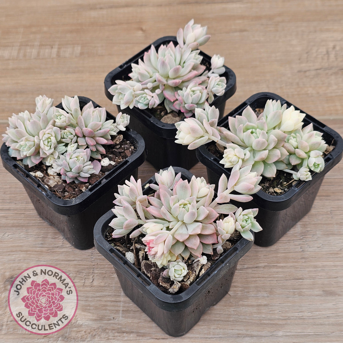 Echeveria prolifica variegata