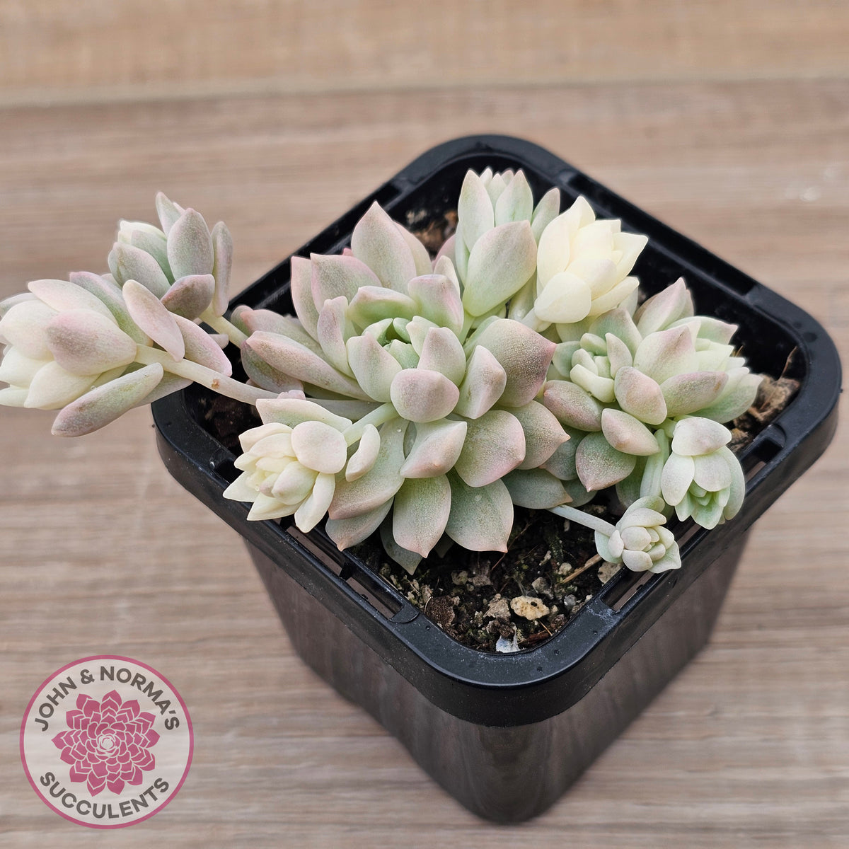 Echeveria prolifica variegata