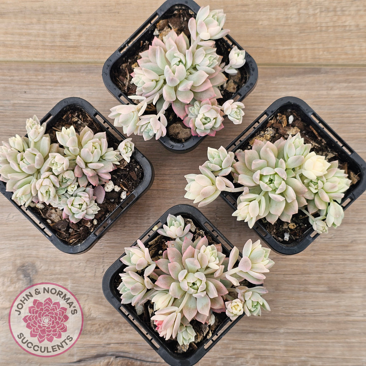 Echeveria prolifica variegata