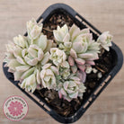 Echeveria prolifica variegata