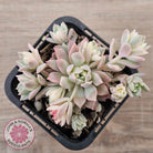 Echeveria prolifica variegata
