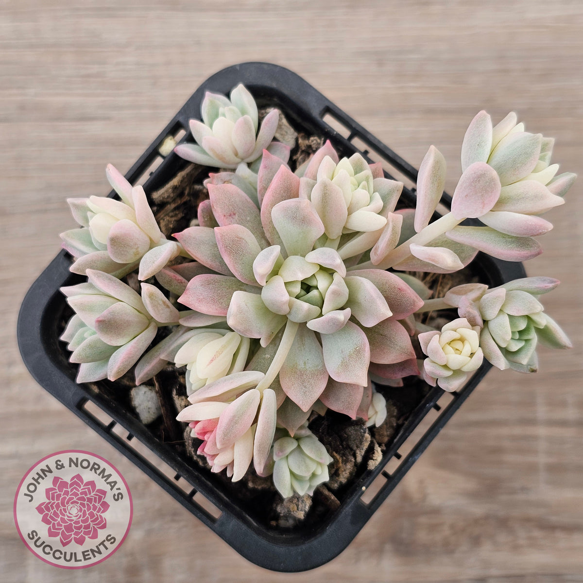 Echeveria prolifica variegata