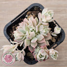 Echeveria prolifica variegata