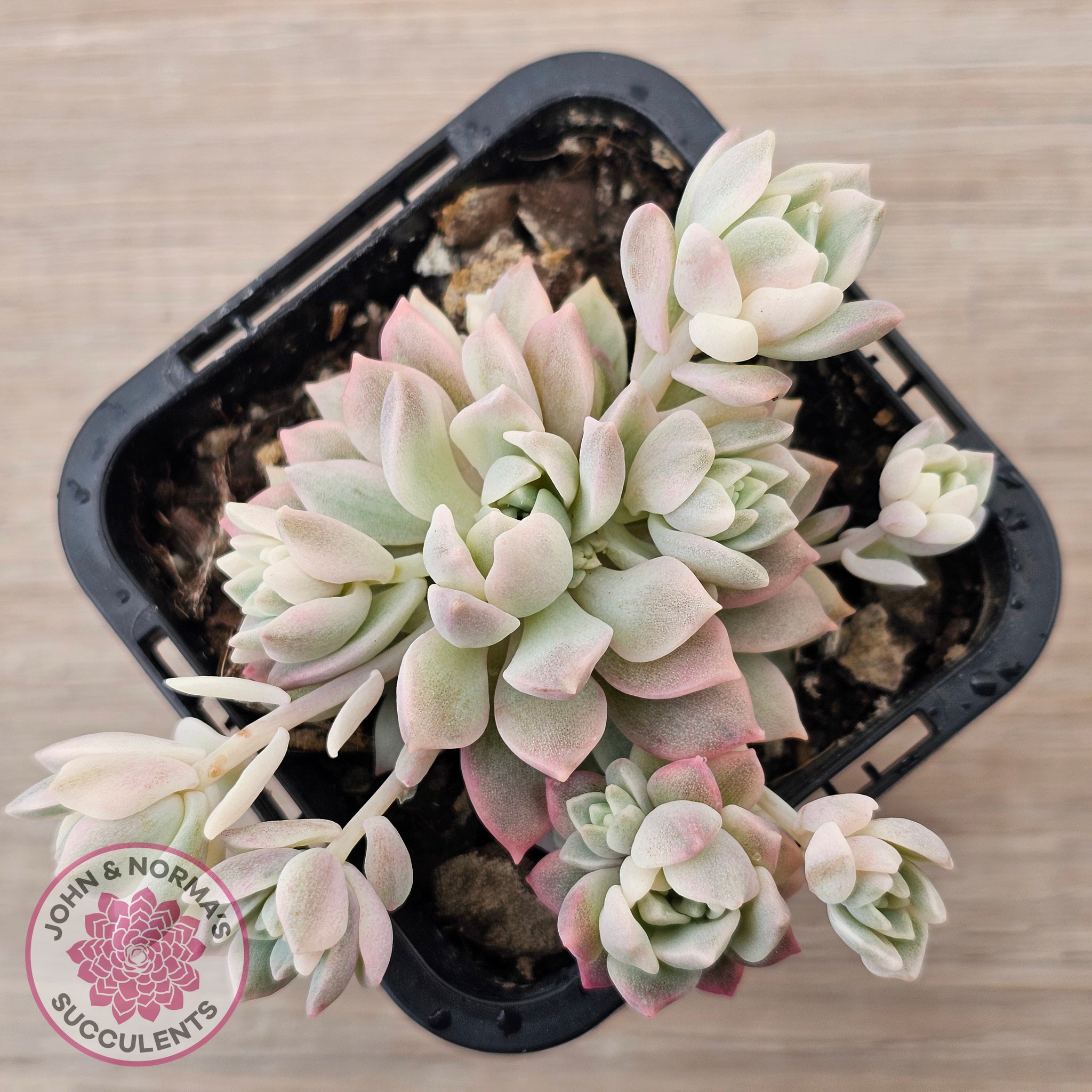 echeveria variegata Buy Echeveria prolifica variegata Australia