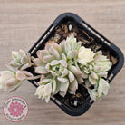 Echeveria prolifica variegata