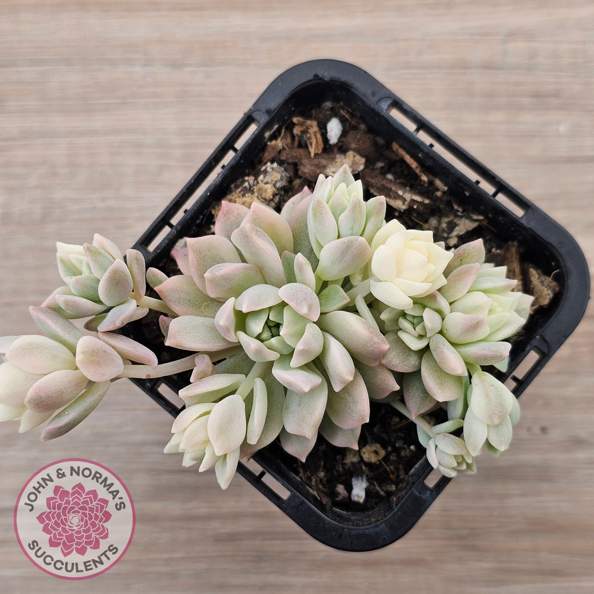 Echeveria prolifica variegata