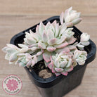 Echeveria prolifica variegata