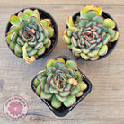 Echeveria pulidonis