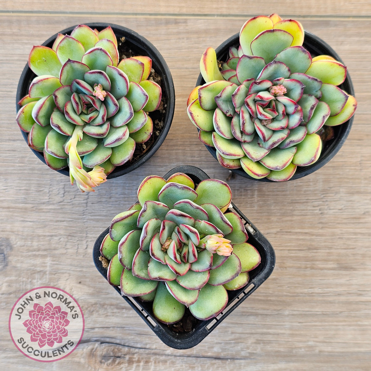 Echeveria pulidonis