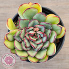 Echeveria pulidonis