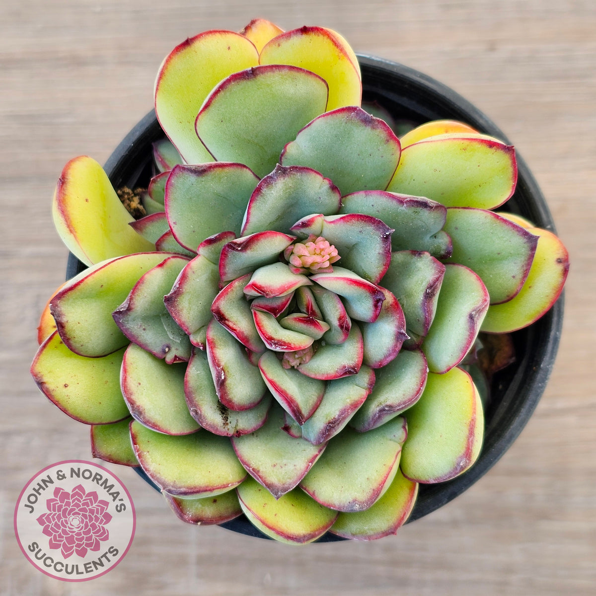 Echeveria pulidonis