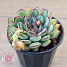 Echeveria pulidonis