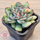 Echeveria pulidonis