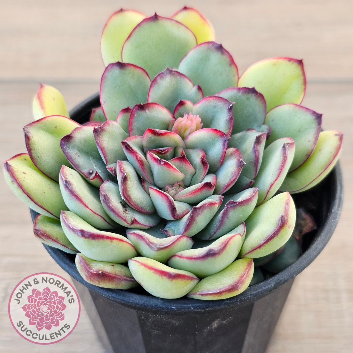Echeveria pulidonis