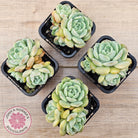 Echeveria 'Pure Love Changhee'