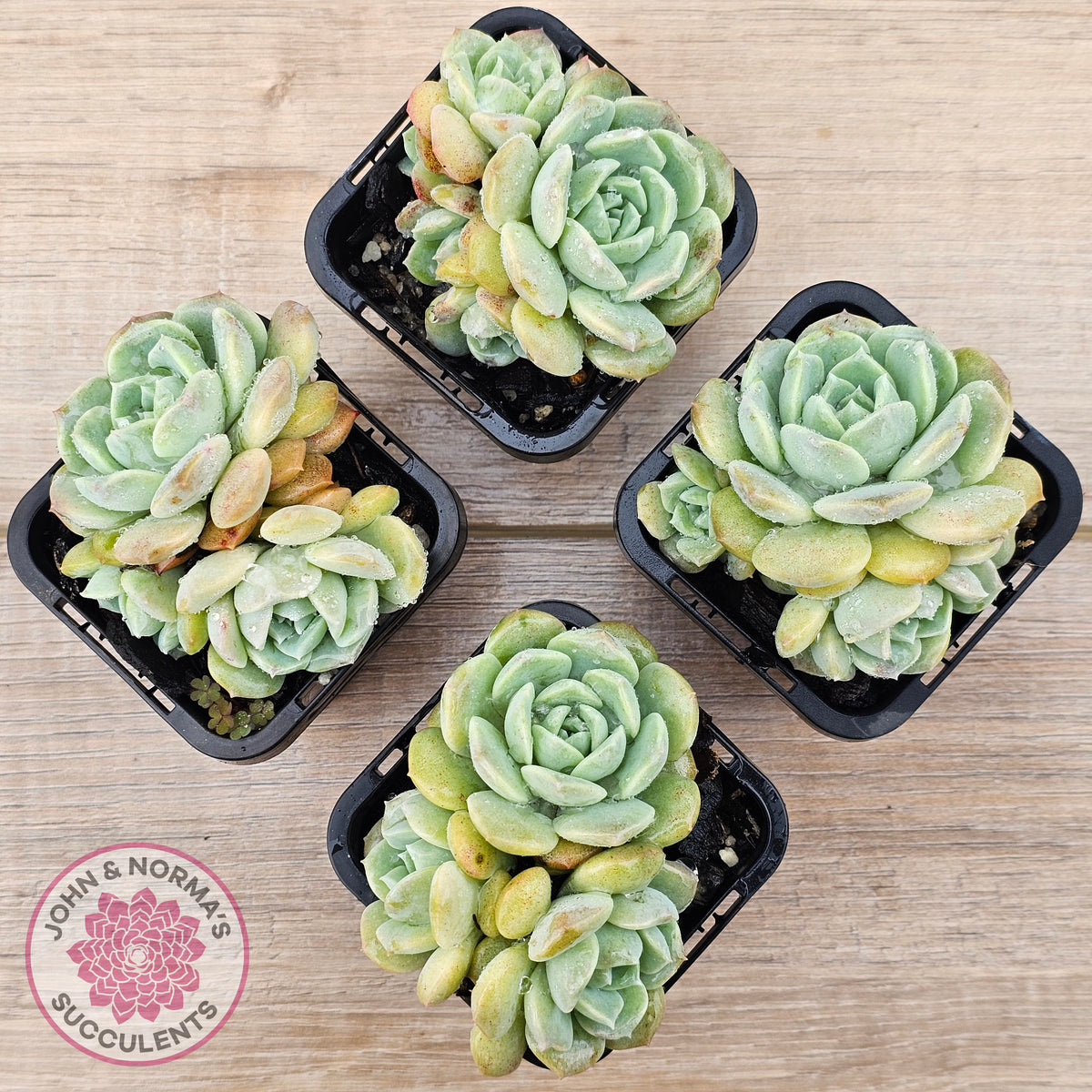 Echeveria 'Pure Love Changhee'