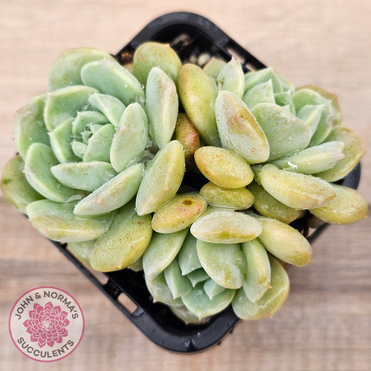 Echeveria 'Pure Love Changhee'