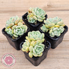 Echeveria 'Pure Love Changhee'