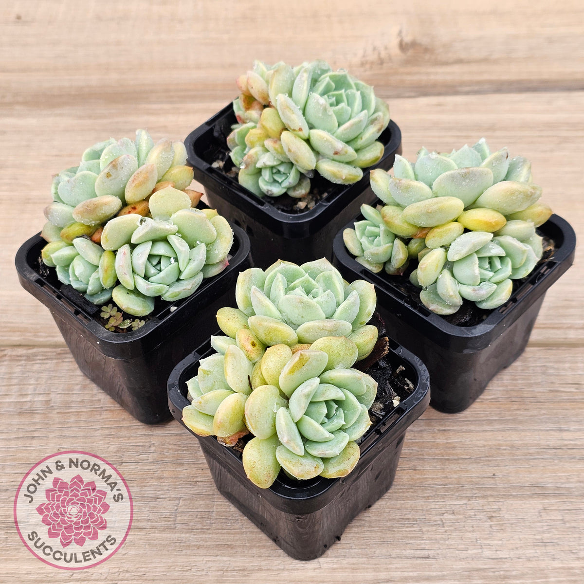 Echeveria 'Pure Love Changhee'