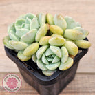 Echeveria 'Pure Love Changhee'