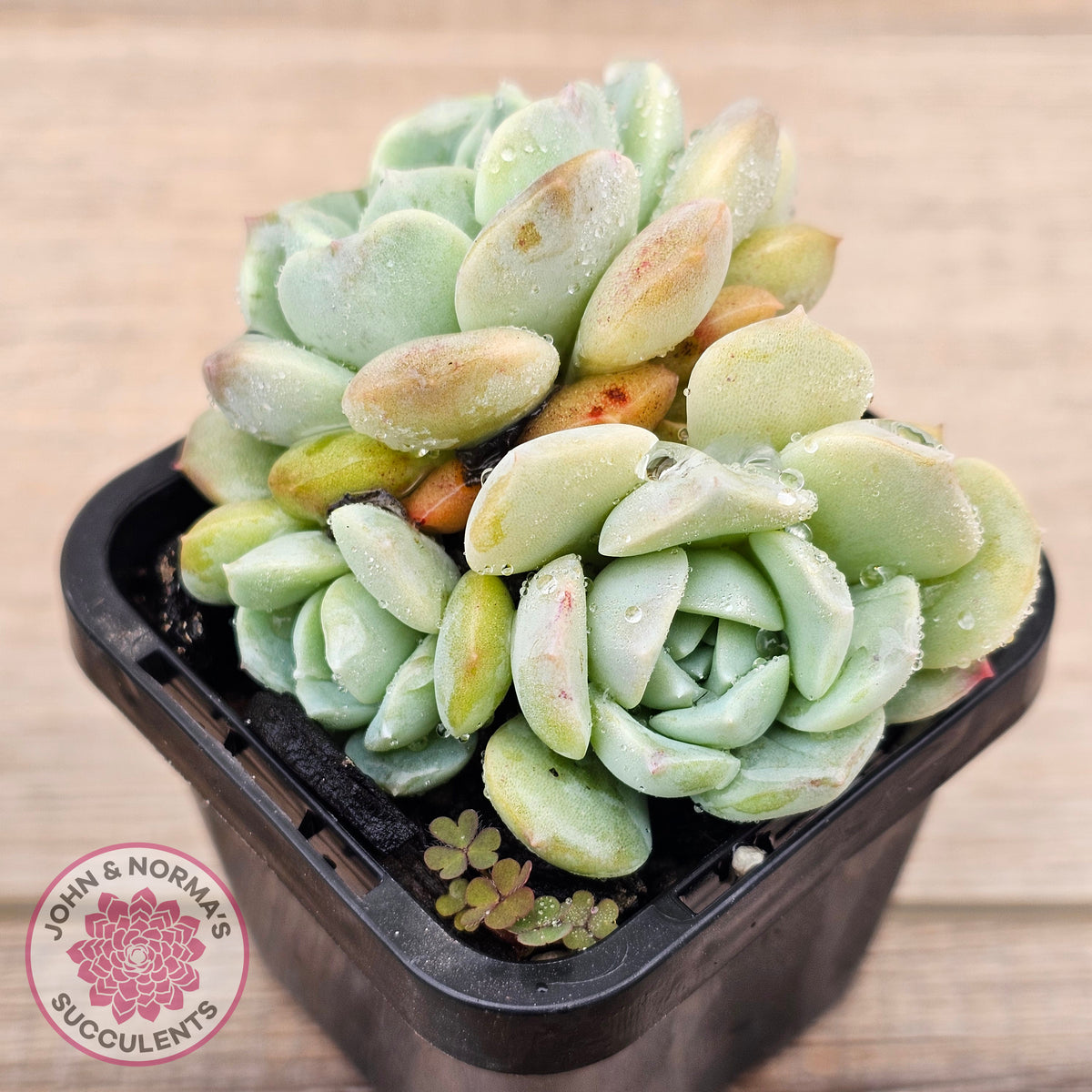 Echeveria 'Pure Love Changhee'