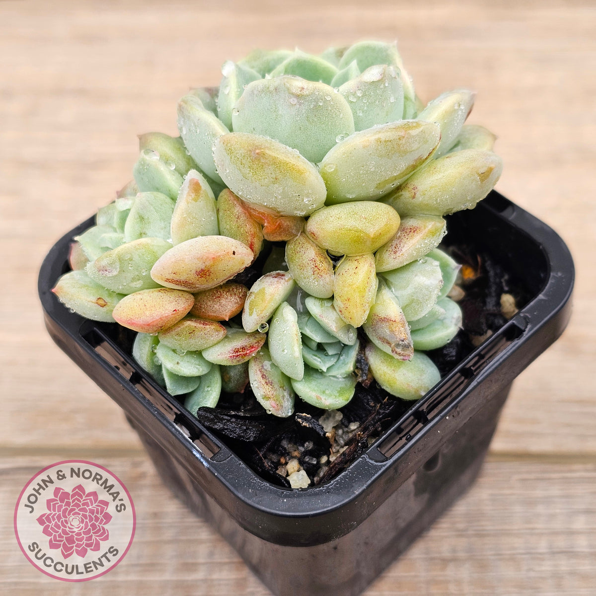 Echeveria 'Pure Love Changhee'