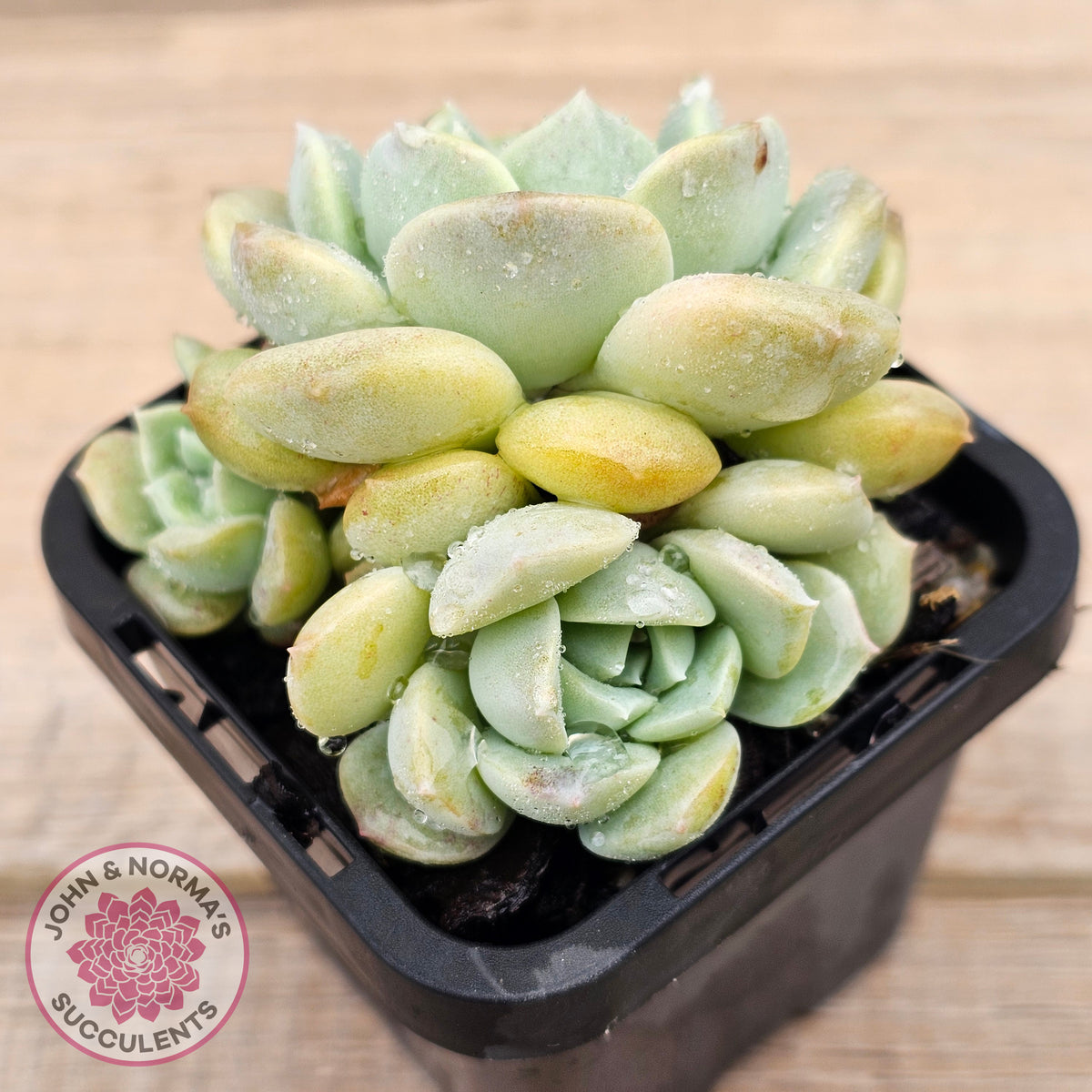 Echeveria 'Pure Love Changhee'