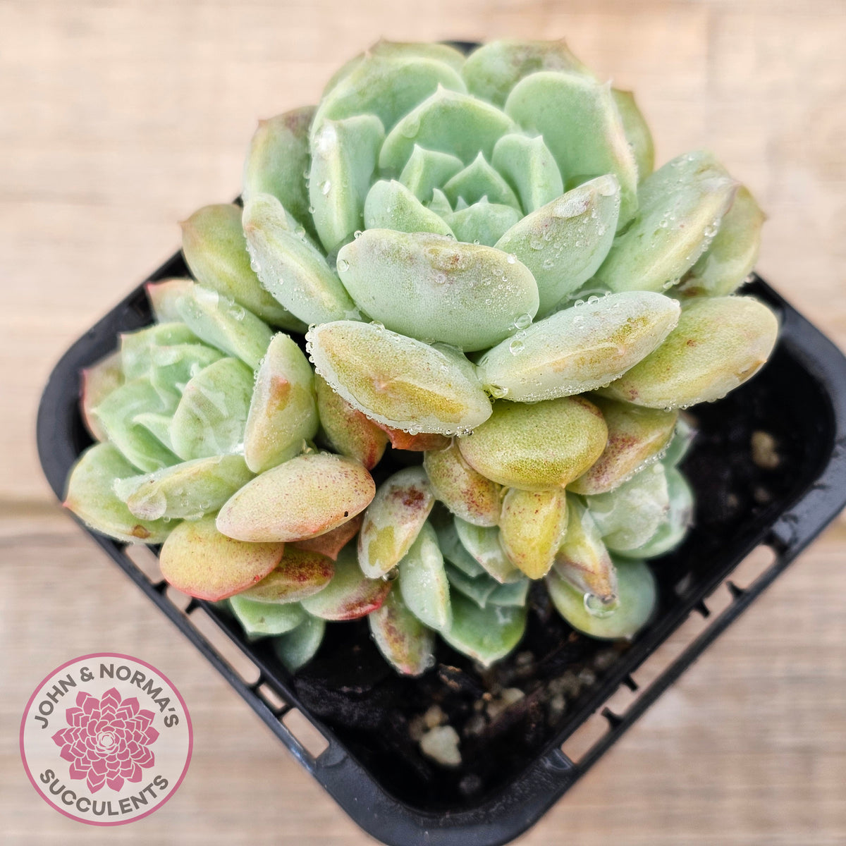 Echeveria 'Pure Love Changhee'