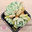 Echeveria 'Pure Love Changhee'