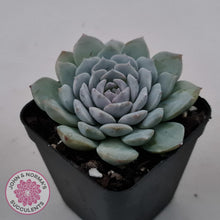 Load image into Gallery viewer, Echeveria &#39;Pure Love&#39; - John &amp; Norma&#39;s Succulents Australia
