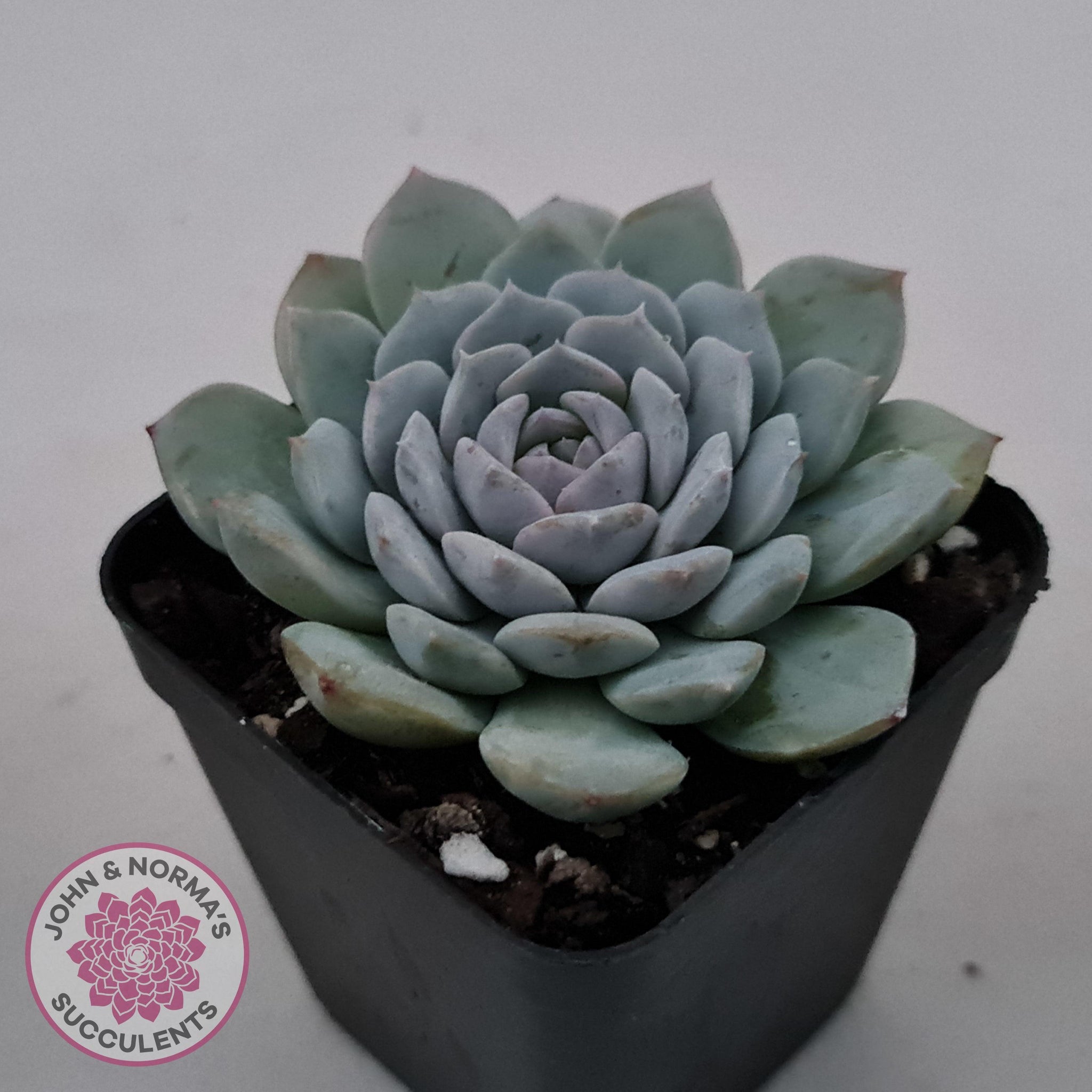 succulent wild love Buy Echeveria 'Pure Love' Australia