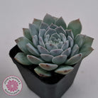 Echeveria 'Pure Love'