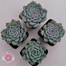 Echeveria 'Pure Love'