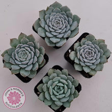 Load image into Gallery viewer, Echeveria &#39;Pure Love&#39; - John &amp; Norma&#39;s Succulents Australia
