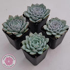 Echeveria 'Pure Love'