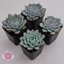 Load image into Gallery viewer, Echeveria &#39;Pure Love&#39; - John &amp; Norma&#39;s Succulents Australia
