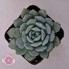 Echeveria 'Pure Love'