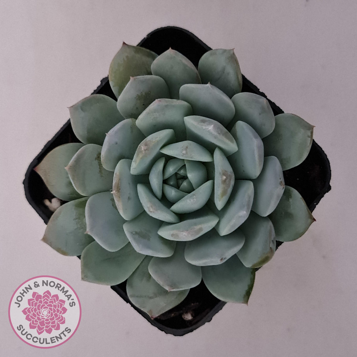 Echeveria 'Pure Love'