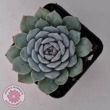 Load image into Gallery viewer, Echeveria &#39;Pure Love&#39; - John &amp; Norma&#39;s Succulents Australia
