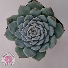 Load image into Gallery viewer, Echeveria &#39;Pure Love&#39; - John &amp; Norma&#39;s Succulents Australia
