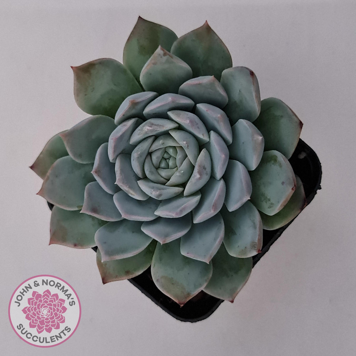 Echeveria 'Pure Love'