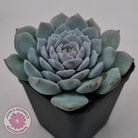 Echeveria 'Pure Love'