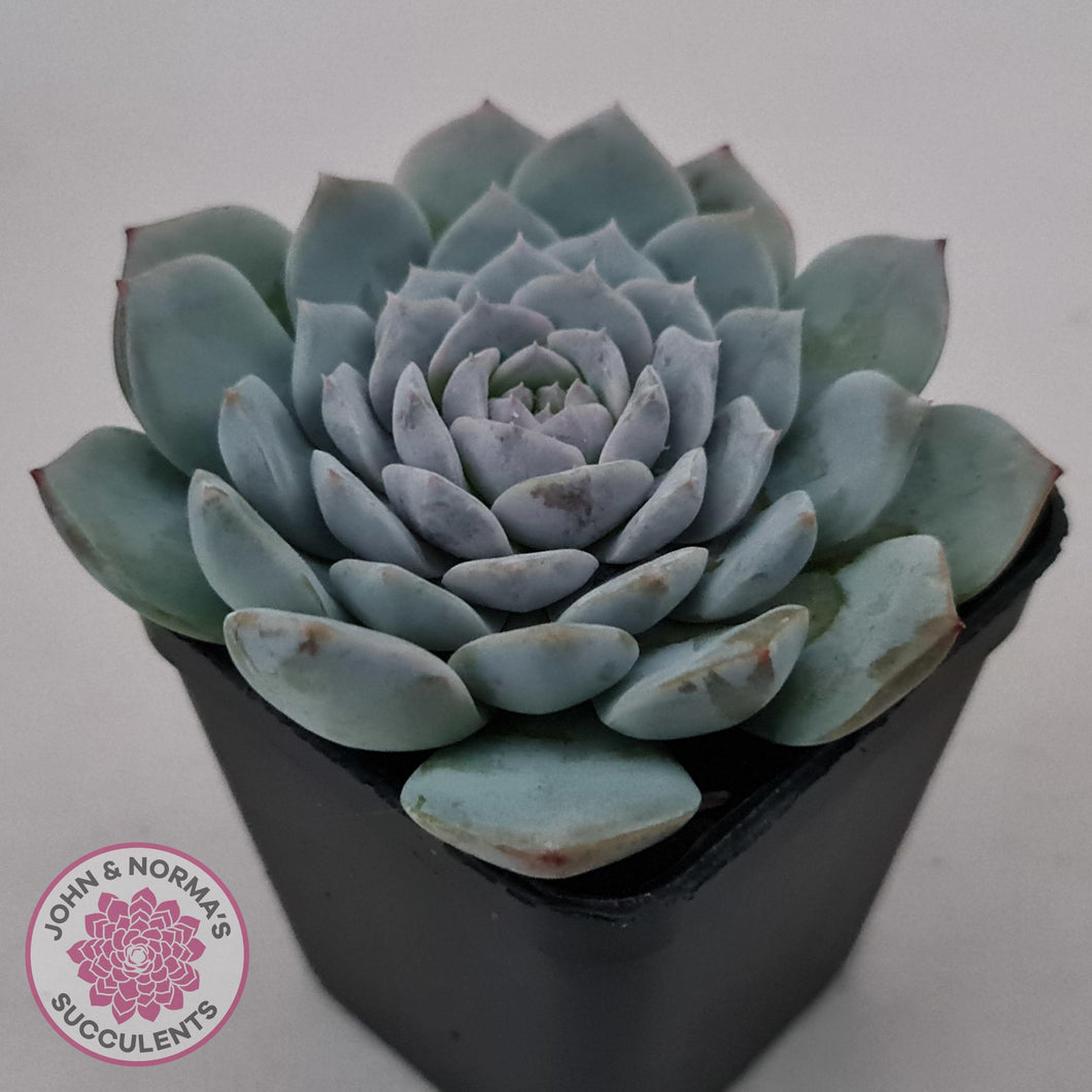 Echeveria 'Pure Love' - John & Norma's Succulents Australia