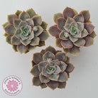 Echeveria Purple Lotus